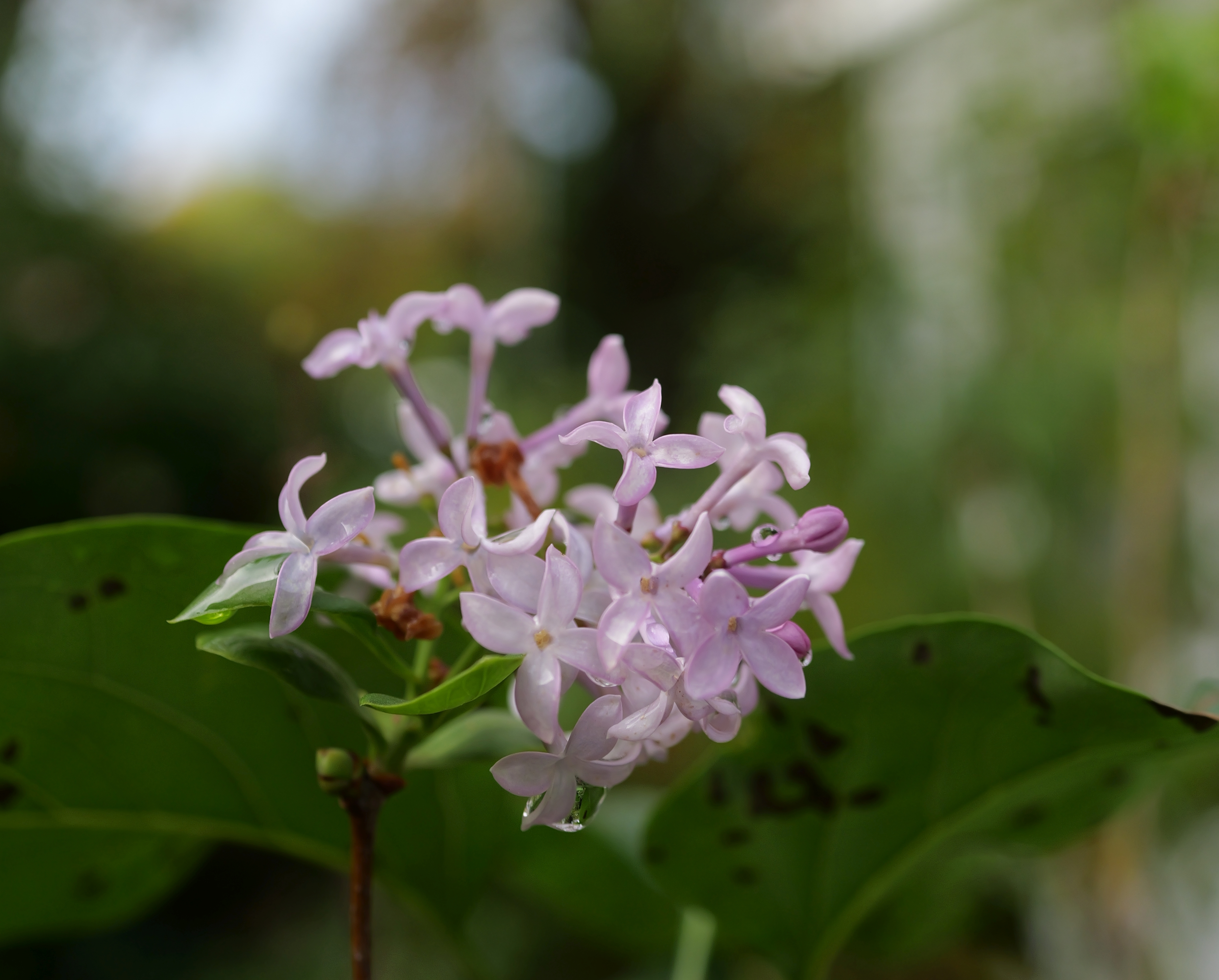 Lilac blooming in October